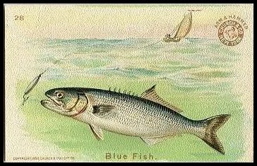 28 Blue Fish